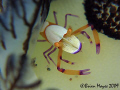 A tiny Imperial Shrimp (Periclimenes imperator) hiding under the gills of nudibranch (Jorunna funebris)....¸><((((º>...Canon G9 & stacked Inon UCL-165 close-up lenses. 